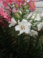 [5166 Zambesi MakTL No02.JPG]